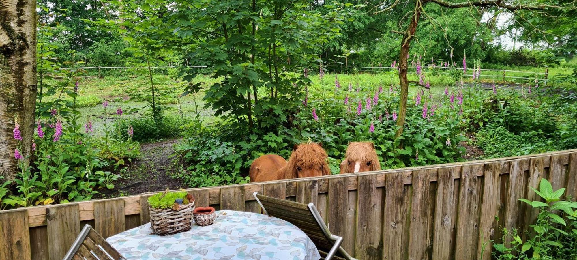 Rust En Stilte In De Natuur Onstwedde Eksteriør bilde